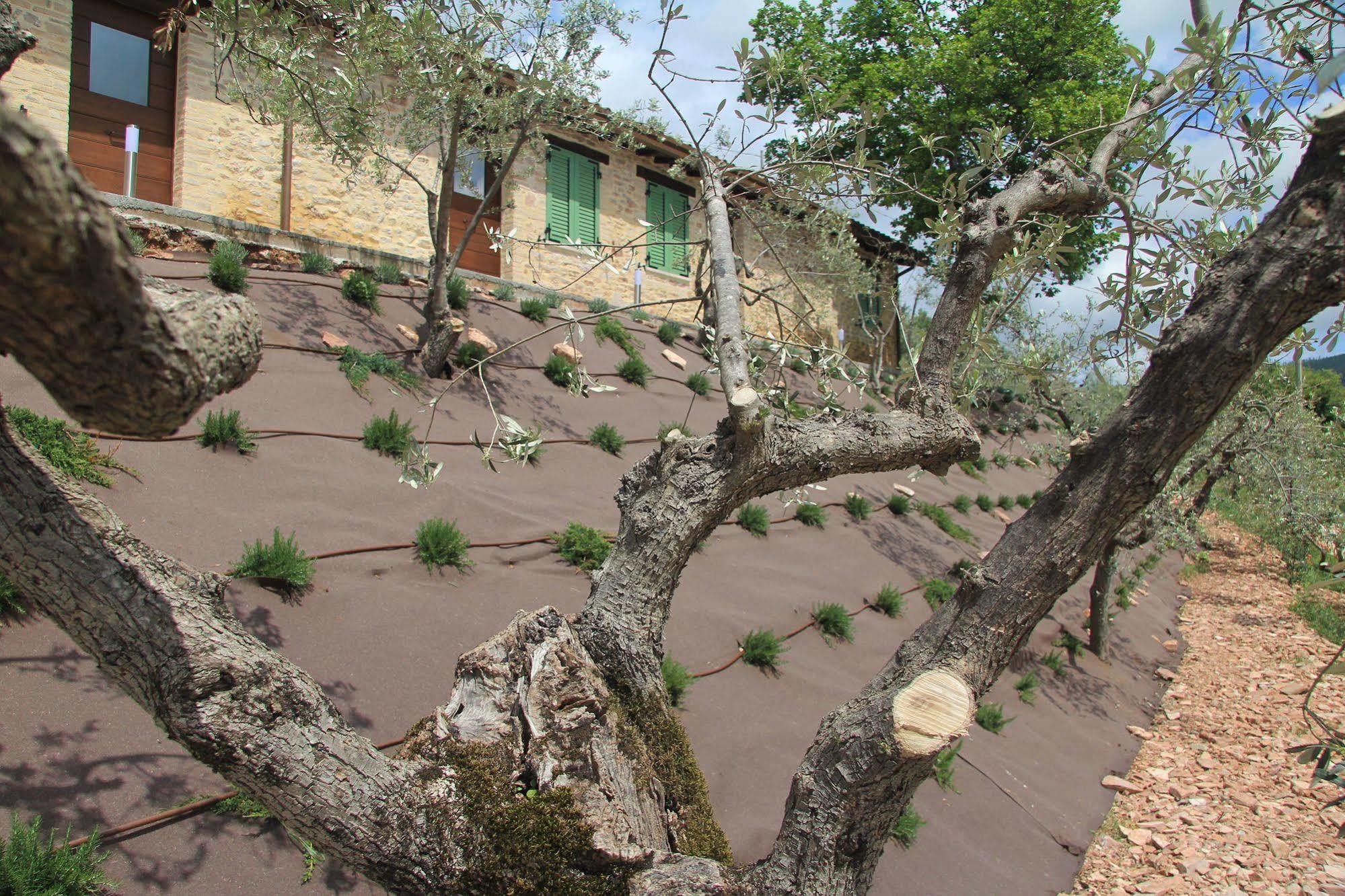 Pekko Guest House Spello Ngoại thất bức ảnh